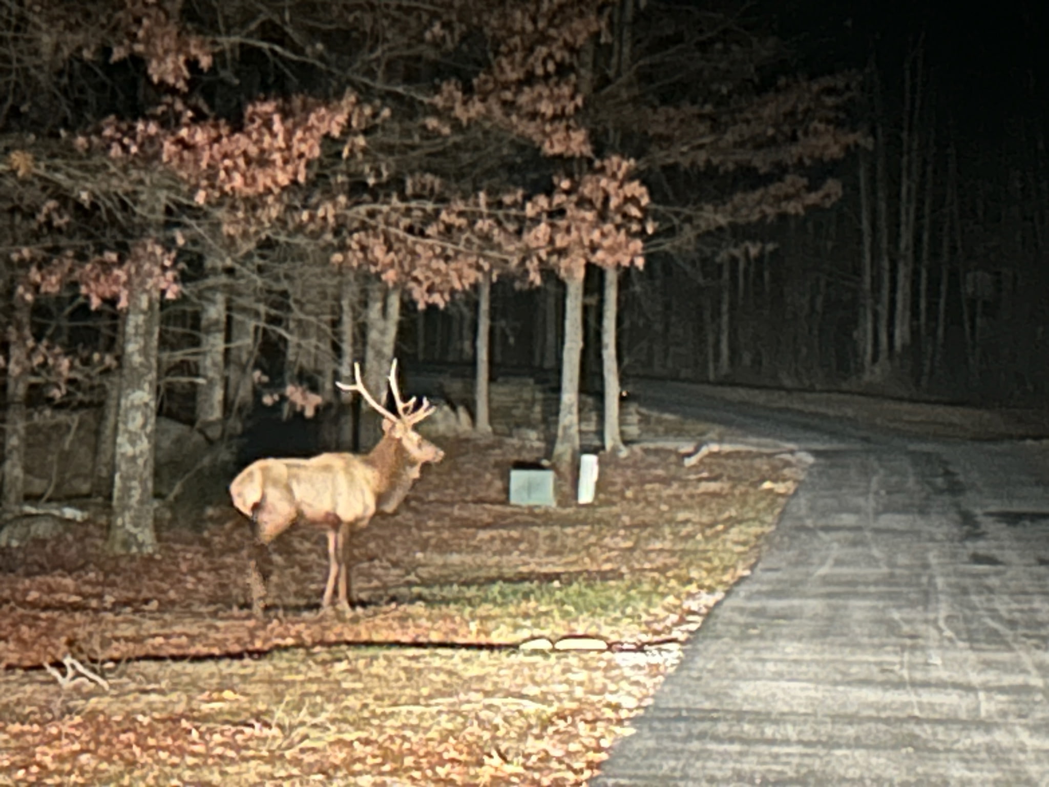 Elk on Brush Mountain